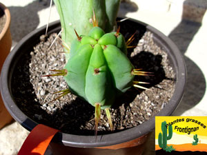 Echinopsis lageniformis