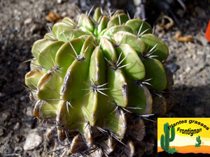 Echinopsis obrepanda var purpurea