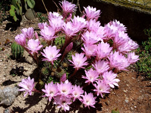 Echinopsis Oxygona