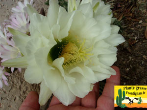 fleur Echinopsis schickendantzii