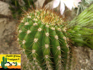 Echinopsis schickendantzii