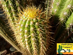 Echinopsis spachiana