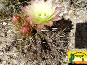 Eriosyce chilensis var. albidiflora