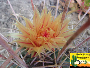 Ferocactus emoryi ssp rectispinus fleur