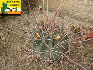 Ferocactus emoryi ssp rectispinus