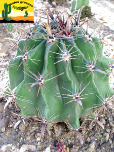 Ferocactus wislizenii var herreae