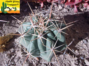 Ferocactus macrodiscus ssp macrodiscus