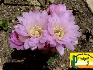 Gymnocalycium horridispinum ssp achirasense