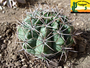 Gymnocalycium horridispinum en jardin mediterraneen