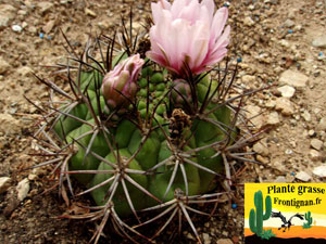 Gymnocalycium pflanzii