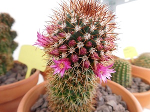 Mammillaria backerbergiana