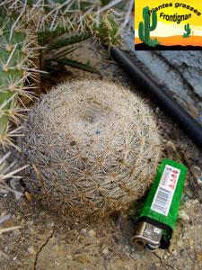 Mammillaria candida