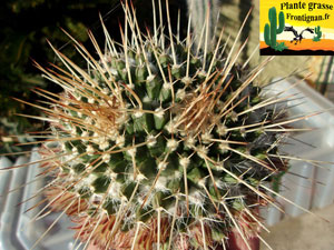 Mammillaria karwinskiana ssp nejapensis