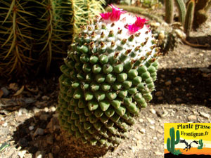 Mammillaria avec tache blanche dessus