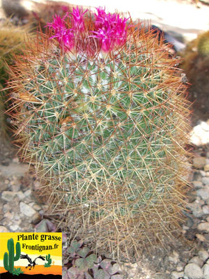 Mammillaria rhodantha