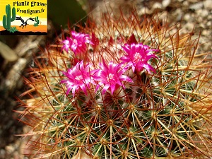 Mammilaria rhodanta