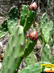 Opuntia elata