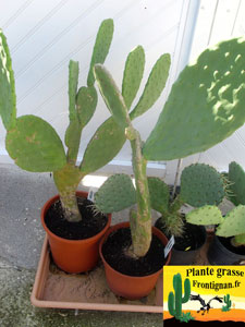 Opuntia ficus indica