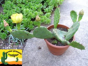 Opuntia humifusa