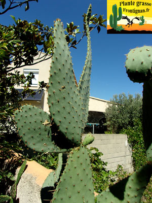 Opuntia linguiformis