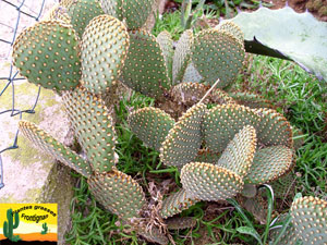 Opuntia microdasys