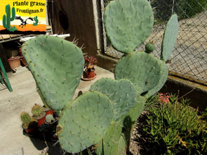 Opuntia robusta