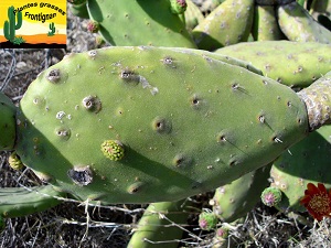 Opuntia tomentosa