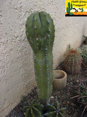 Pachycereus schottii