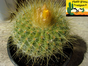 Parodia chrysacanthion