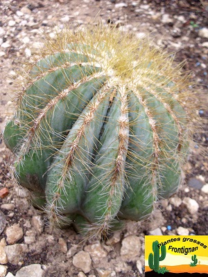 Parodia magnifica