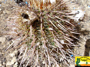 parodia mammulosa ou notocactus mammulosus