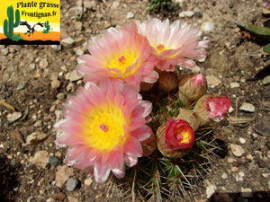 Parodia mammulosa ssp brasiliensis