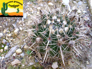 Parodia mammulosa ssp mammulosa