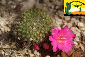 rebutia violaciflora