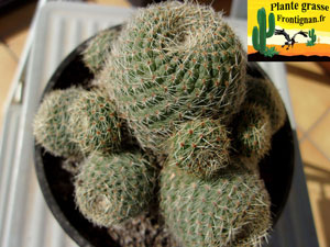 Rebutia heliosa var condorensis