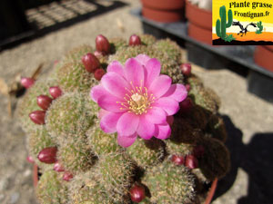 Rebutia perplexa