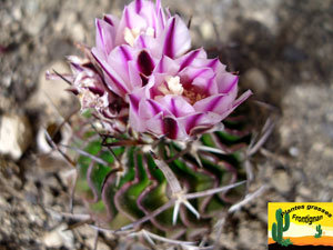 Stenocactus multicostatus