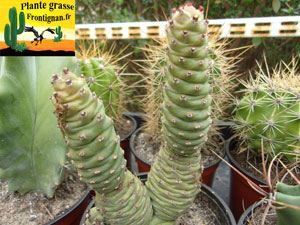 Tephrocactus articulatus