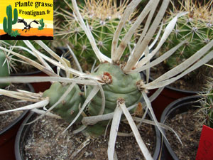 Tephrocactus articulatus var papyracanthus