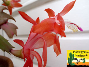 cactus Schlumbergera orange