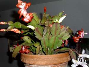 Cactus Schlumbergera