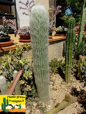 Cephalocereus senilis