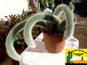 Cleistocactus vulpis cauda