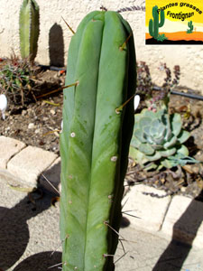 Echinopsis lageniformis