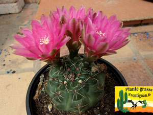 Gymnocalycium baldianum