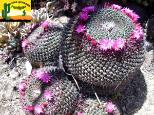 Mammillaria obconella