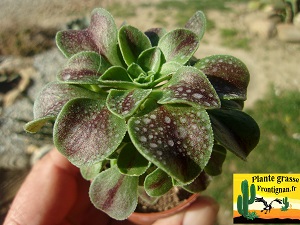 Aeonium Autunno
