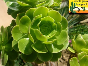 Aeonium Intime