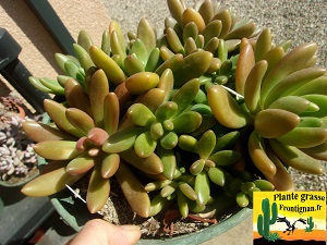 Cremnophytum Java