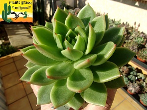 Echeveria Agata